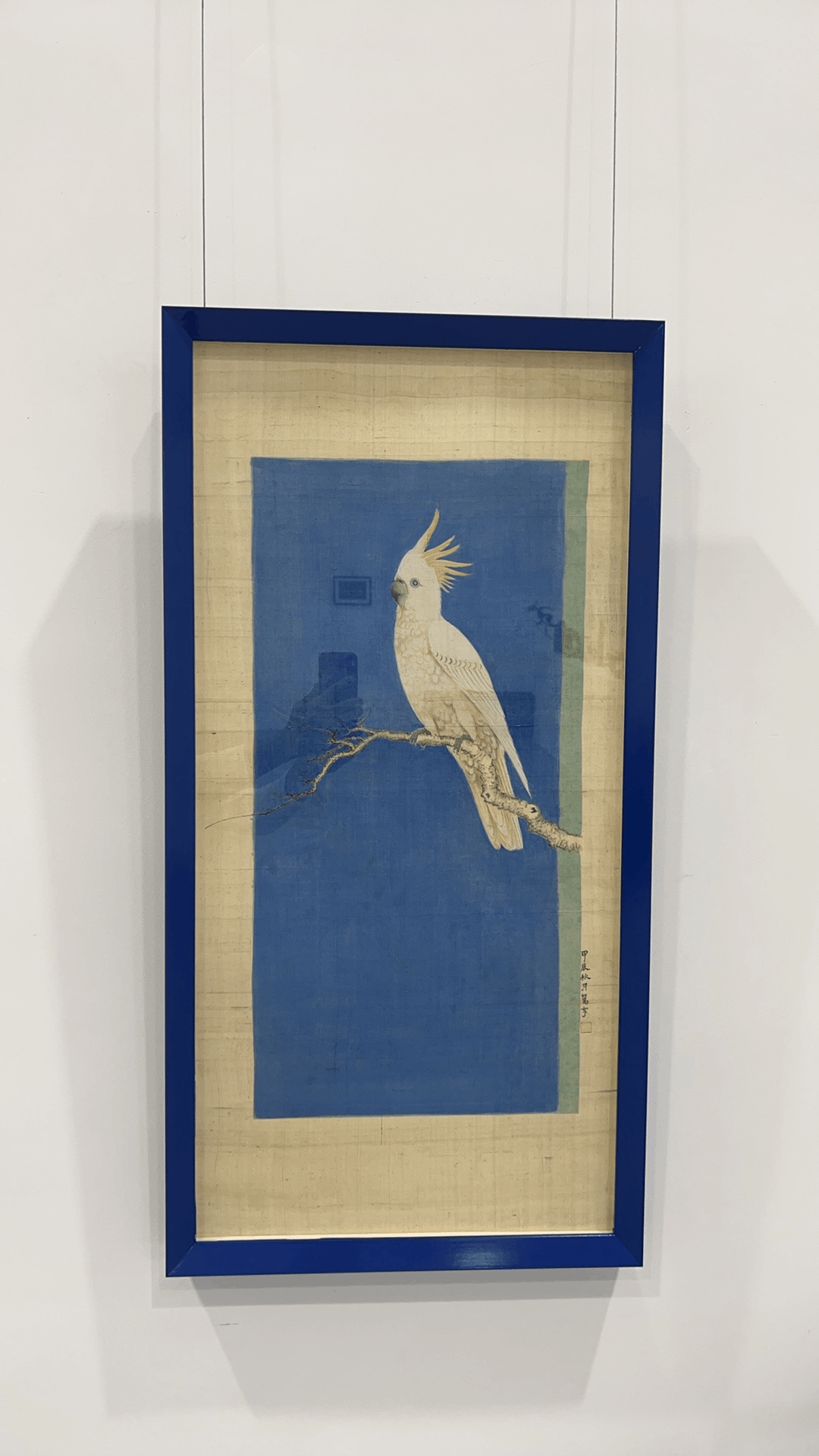 HJISA00014: Sulphur-crested Cockatoo「黃冠鳳頭鸚鵡」